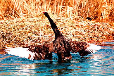 SE新作《卡牌之声 被囚禁的魔物》 今日在主机平台发售
